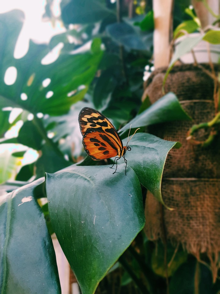 Butterfly