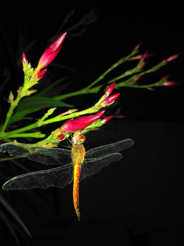 Dragon Fly..