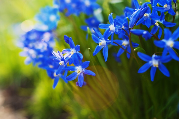 파란 꽃