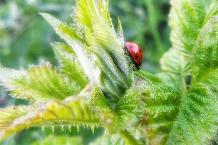 ladybug