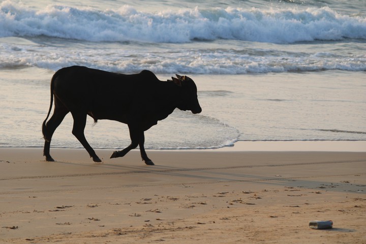 alone Sea