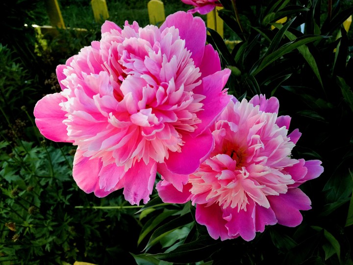 nature beauty