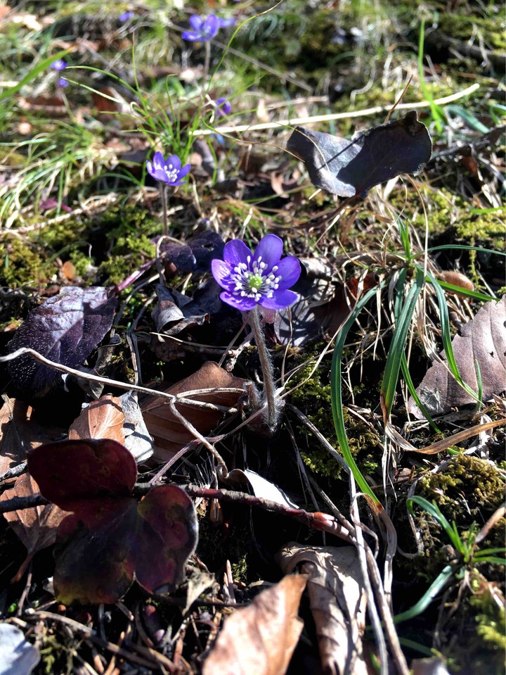 spring