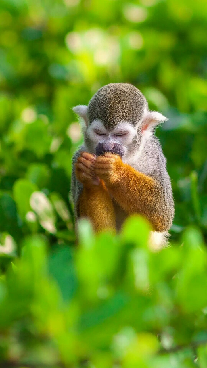 Monkey