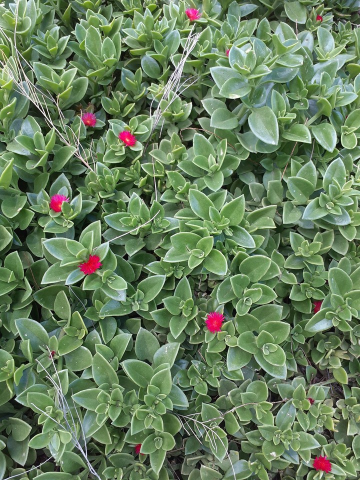 Flores