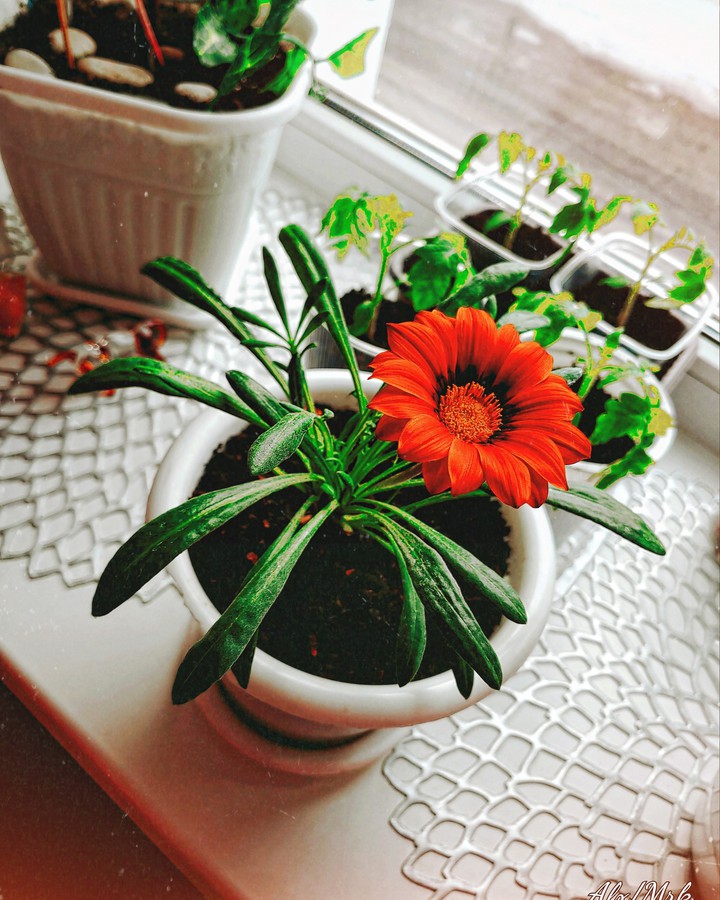flowers