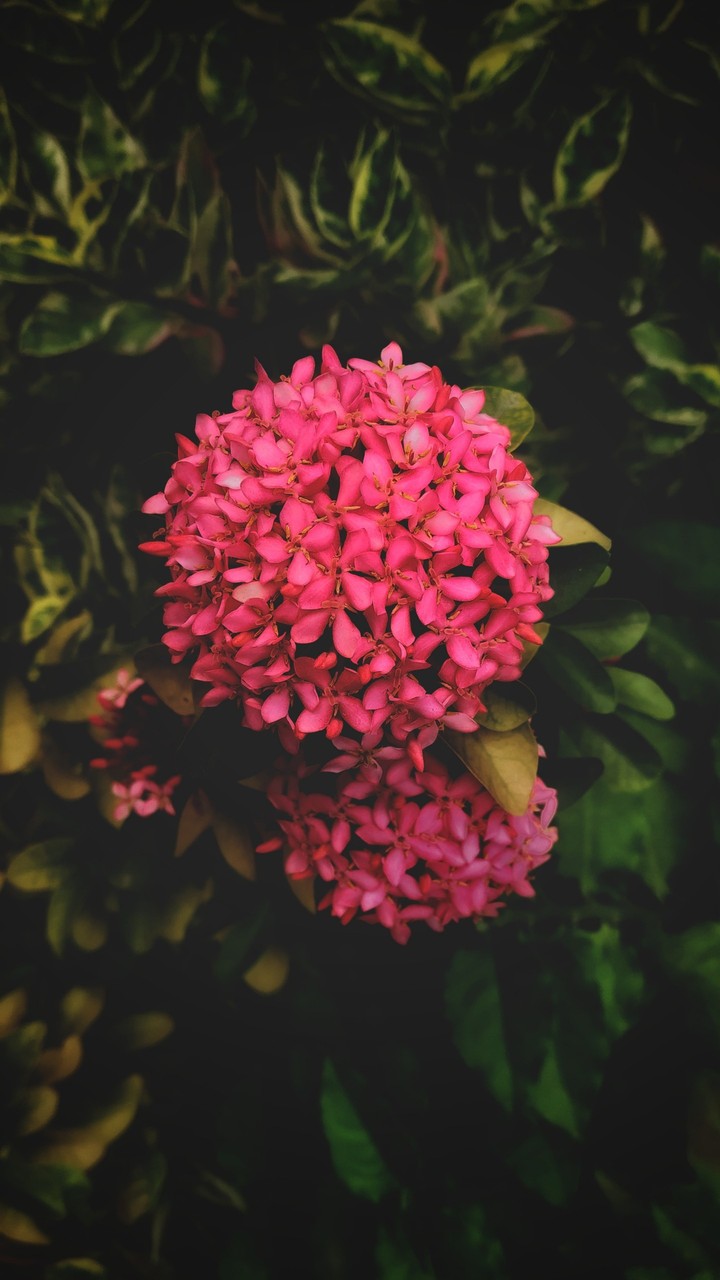 Bunch