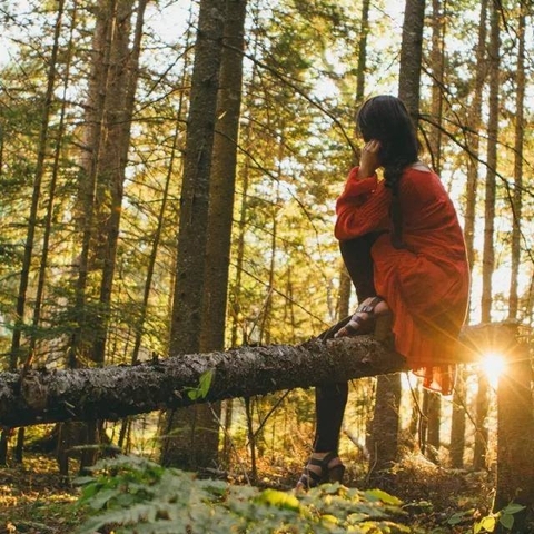 tapety wilderness, forest