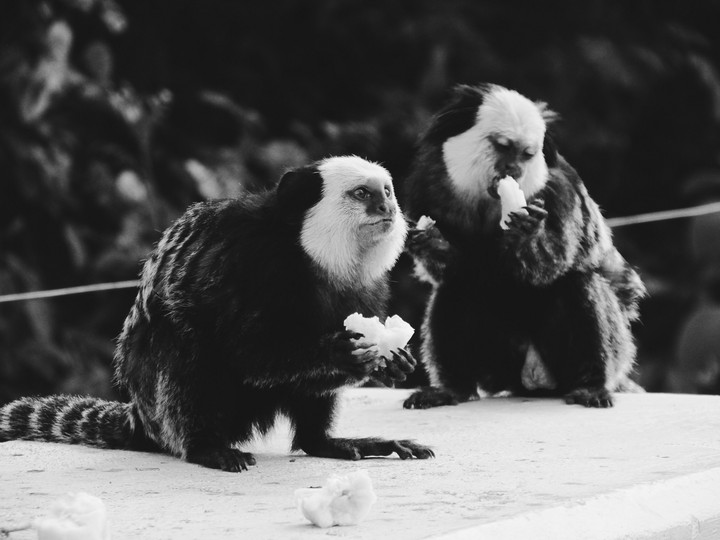 monkeys
