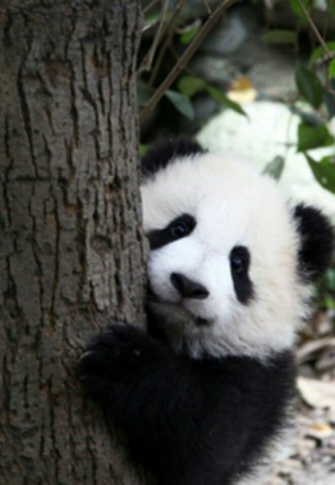cute little panda