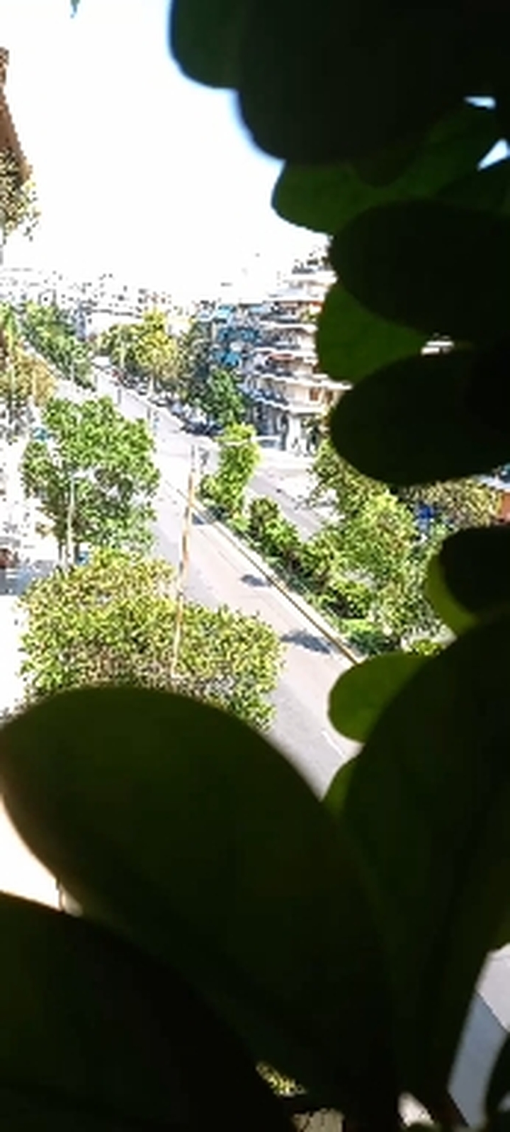 Summer view
