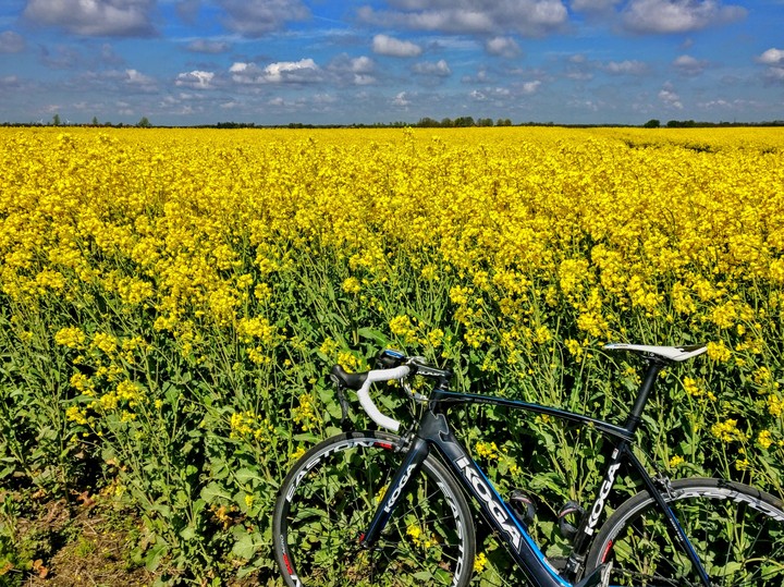 Yellow Field