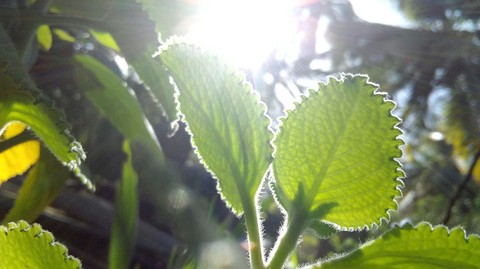 sunlight