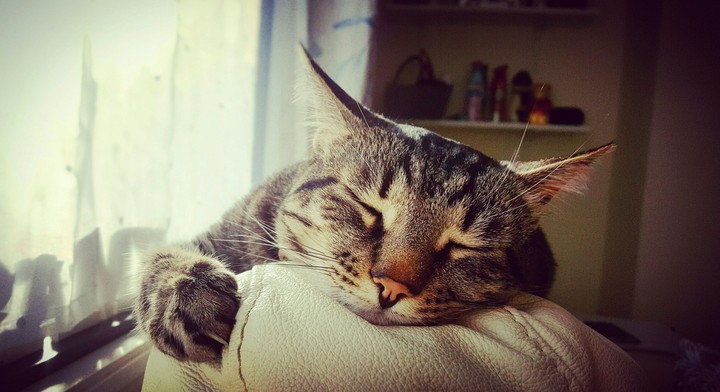 Sasha! Cat!