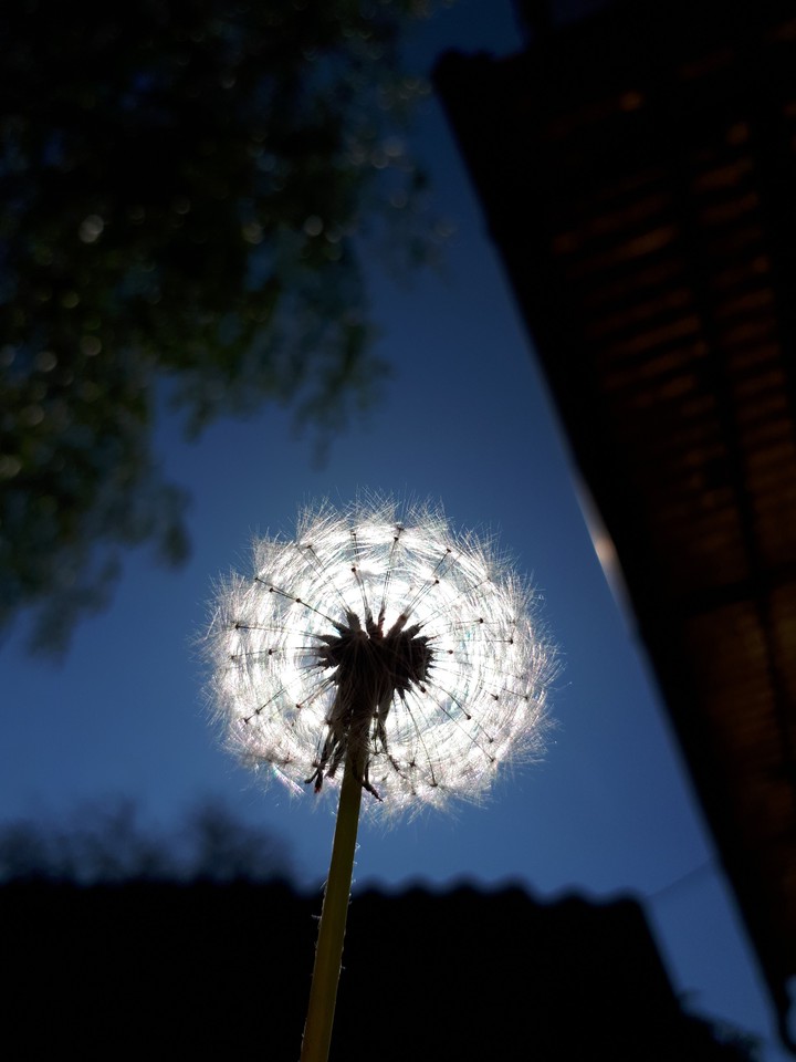 ☆dandelion☆