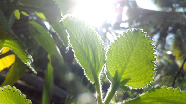 sunlight