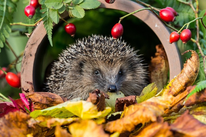 Igel