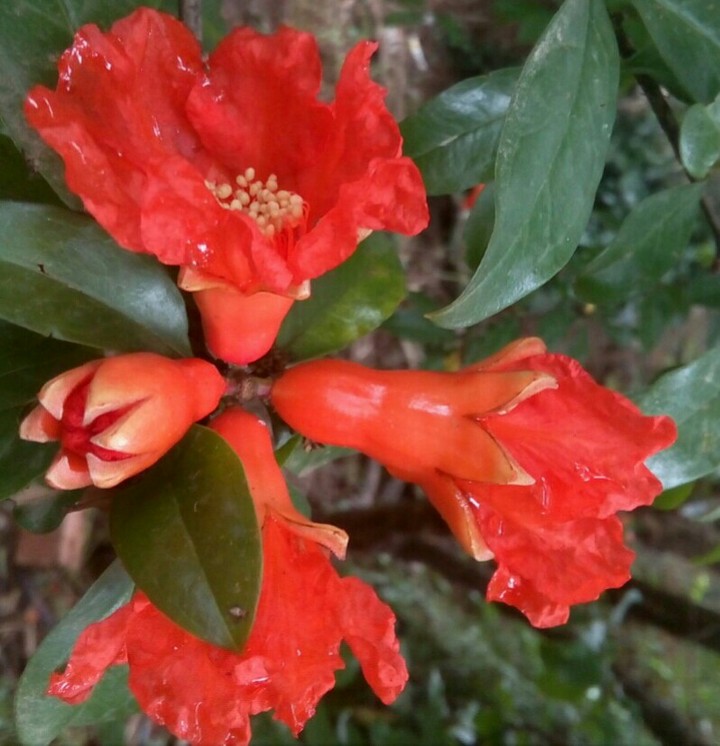 fleurs de grenades