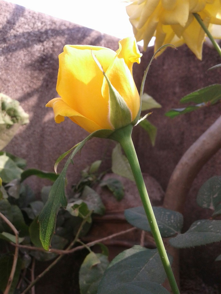 yellow rose