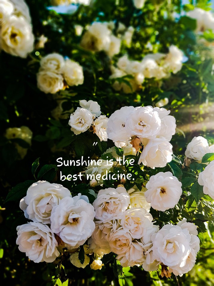 sunshine