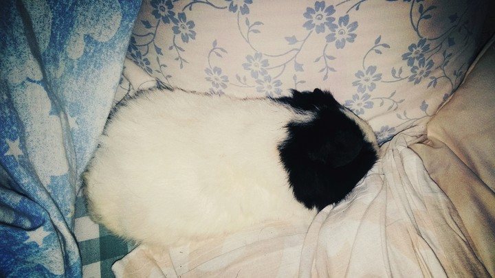 My guinea  pig