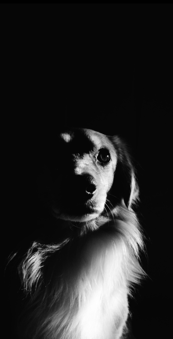 The dog