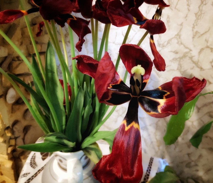 dying tulips