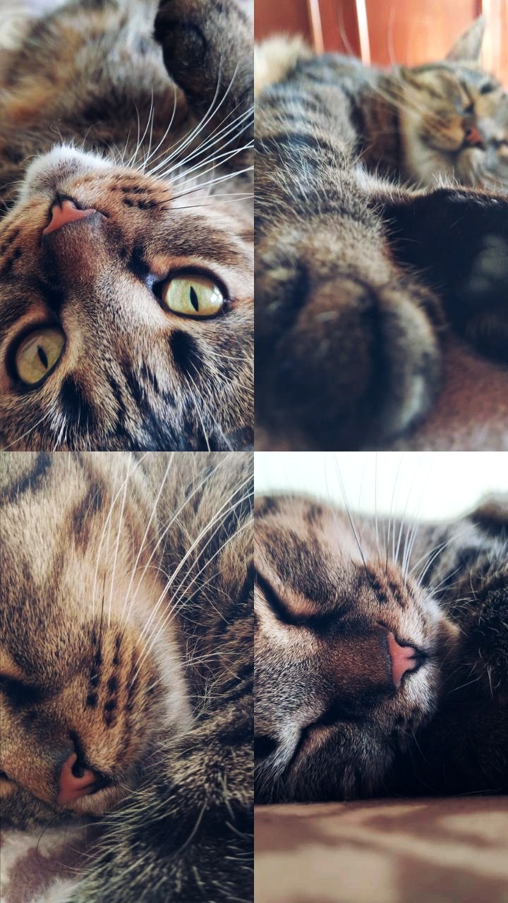 эстетика кота
