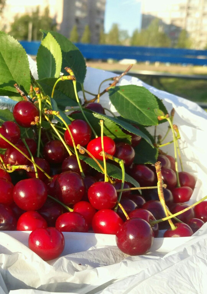cherry 