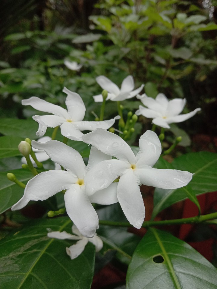 jasmine flower from my garden