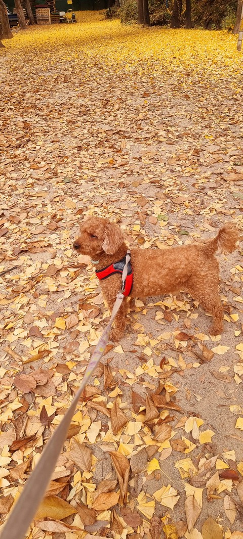dog, 尾部壁纸