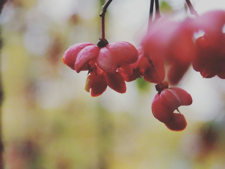 autumn blossom 