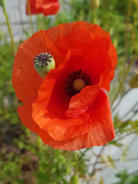 Red flower ?❤