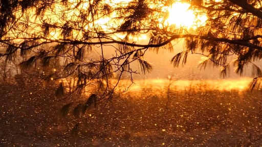 snowy sunrise