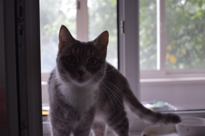 cat