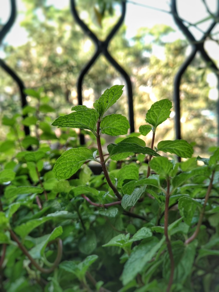 nature caged