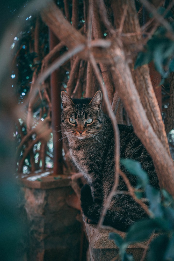 eyes