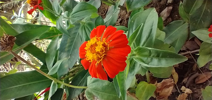 Nature