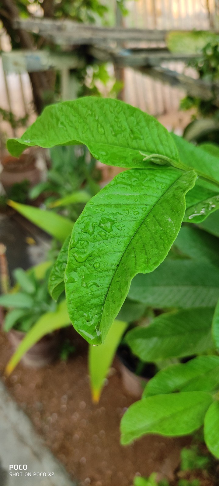 Greenery