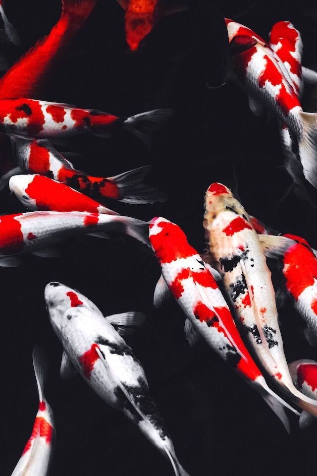 Marine life!