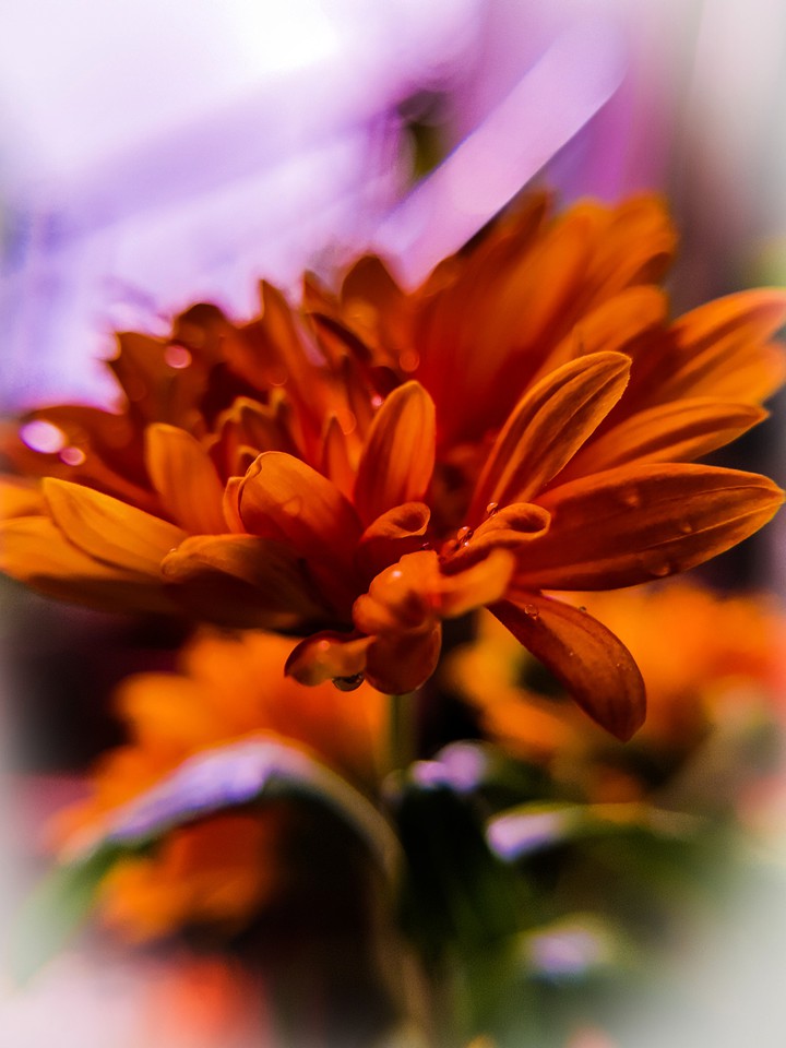 Chrysanthemum