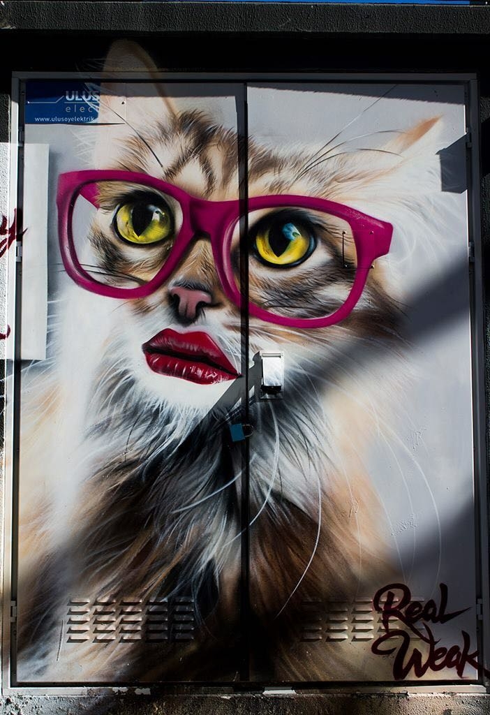 cat