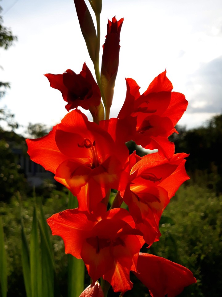 Flowers of Ukraine