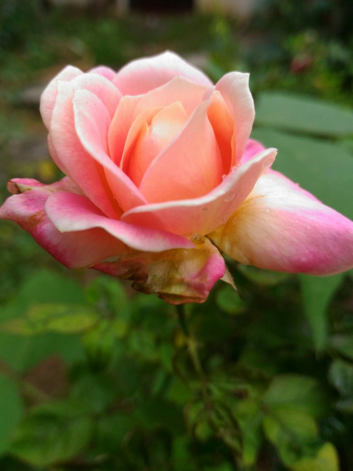 rose