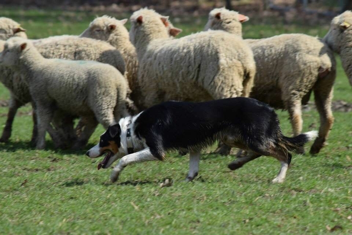 The Border Collie Because There Is No Better Dog