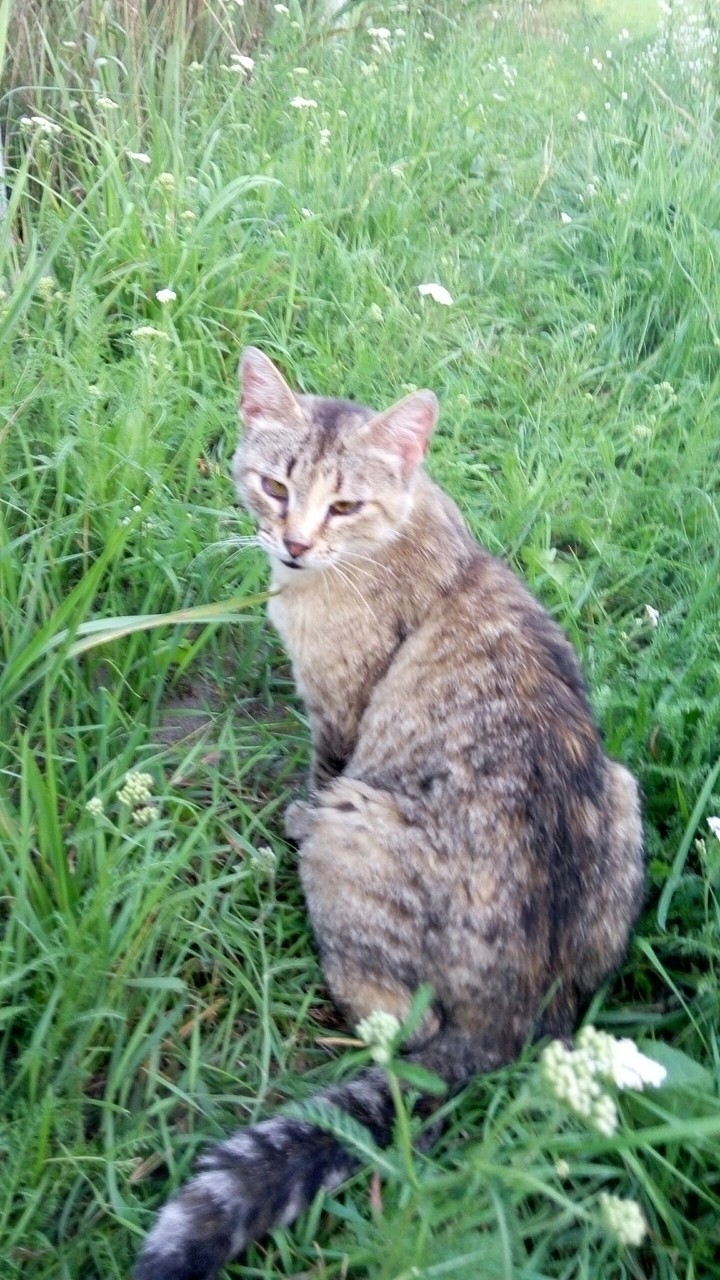 Кот