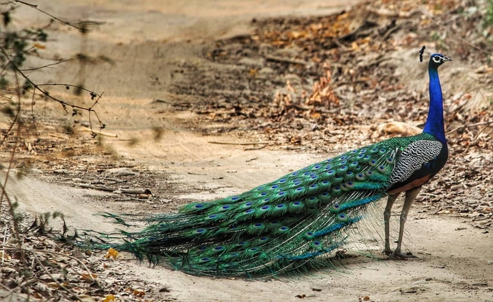 peacock