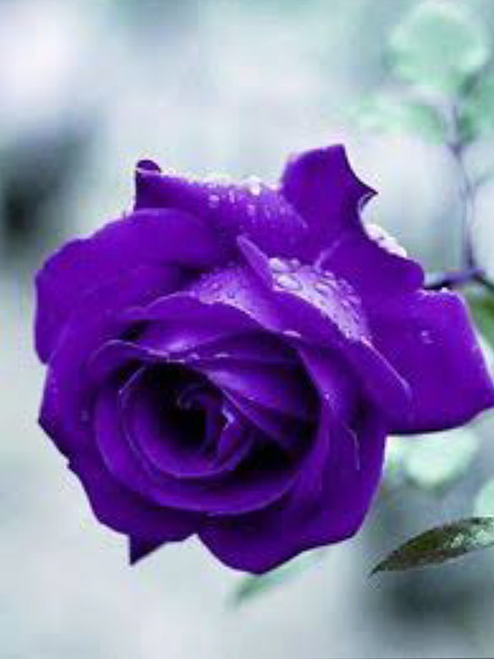 VIOLET ROSE AND LOVE