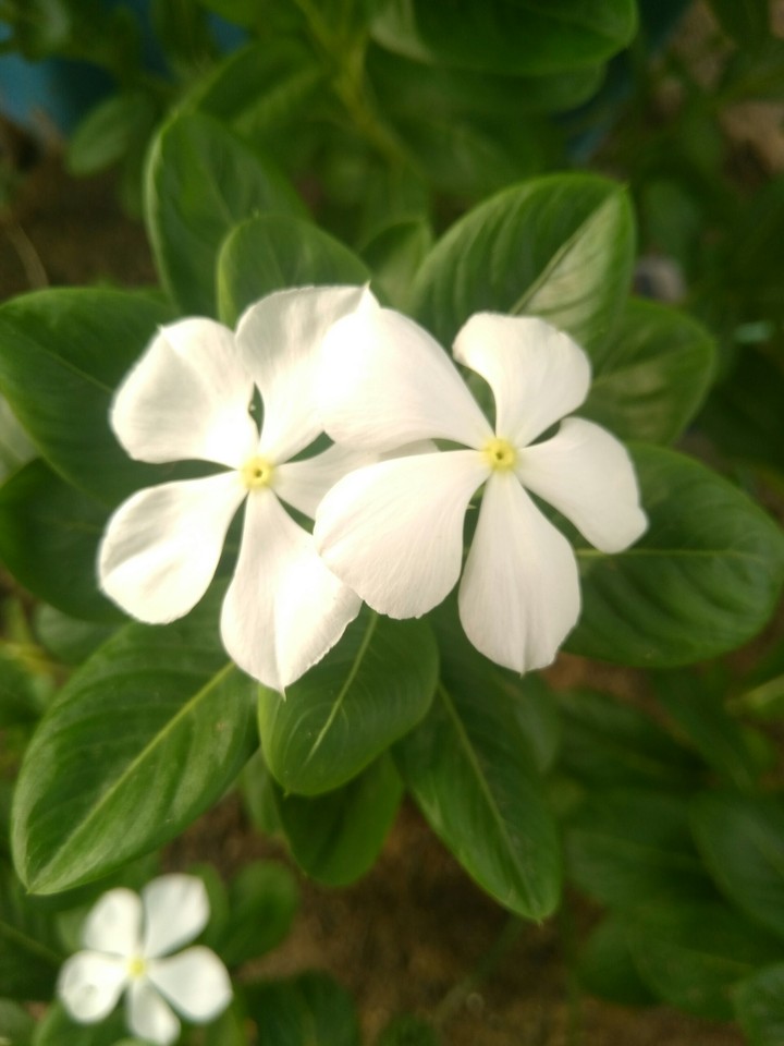 flowers