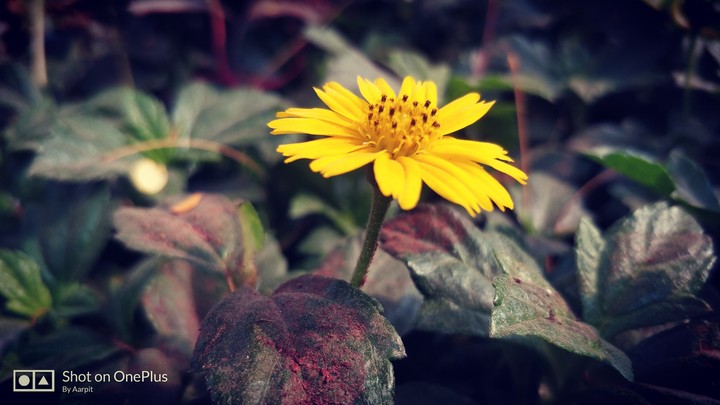 blooming days